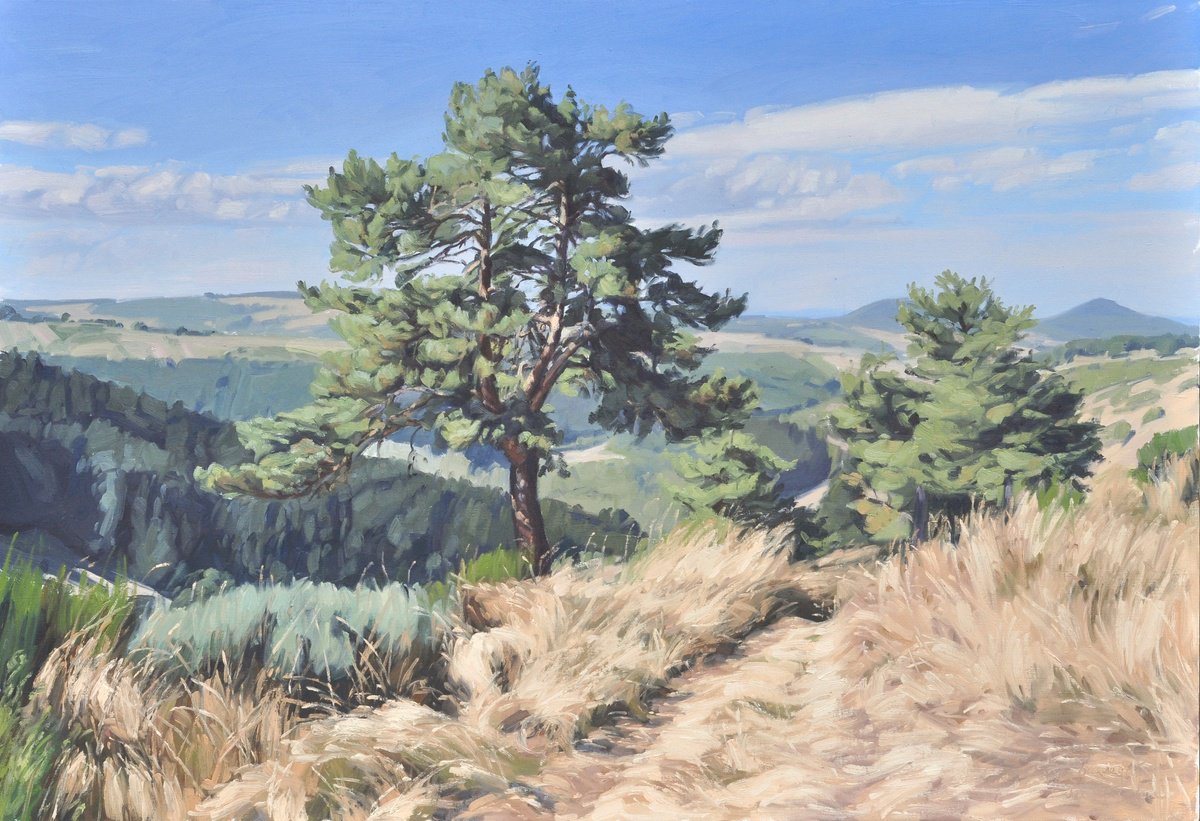 September 10, pine above the valley by ANNE BAUDEQUIN