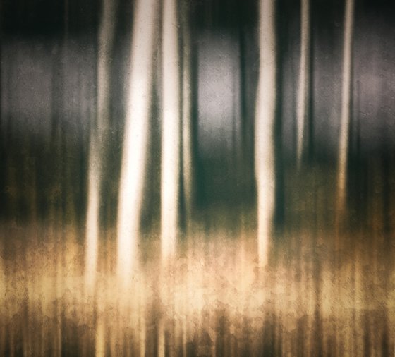 In the birch stillness