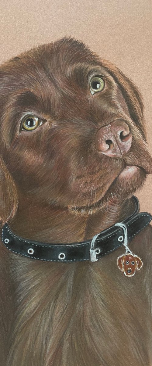 Brown Labrador by Maxine Taylor