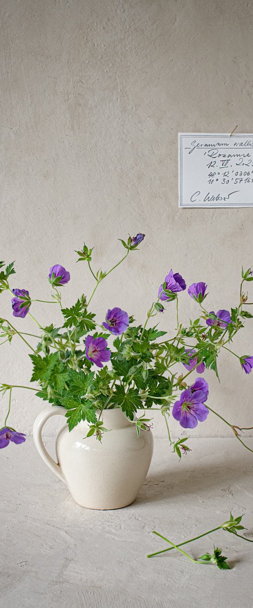 Geranium wallichchianum by Cornelia Weber
