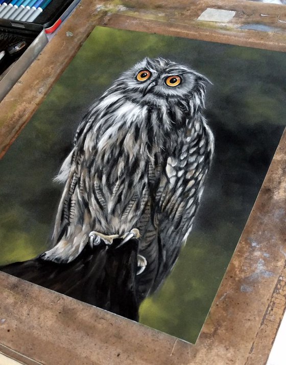 Eagle Owl  (Original Pastel Painting) 11" x 14"