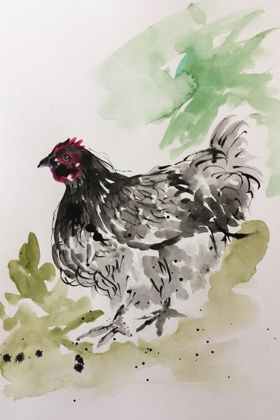 Black and white hen