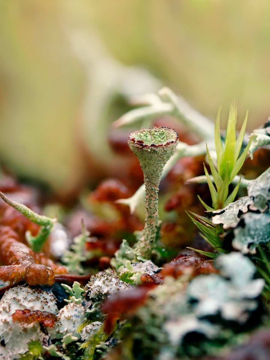 Forest stories - macro photo of lichen Cladonia, limited edition print by Inna Etuvgi