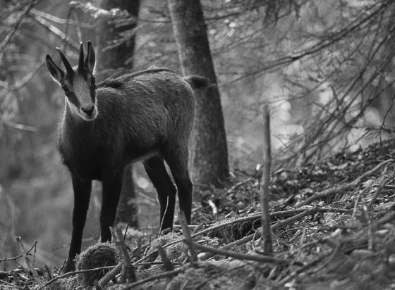 Chamois in the Woods