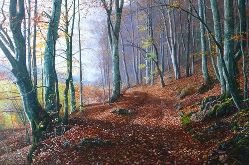 In the beech forest by Mlynarcik Emil