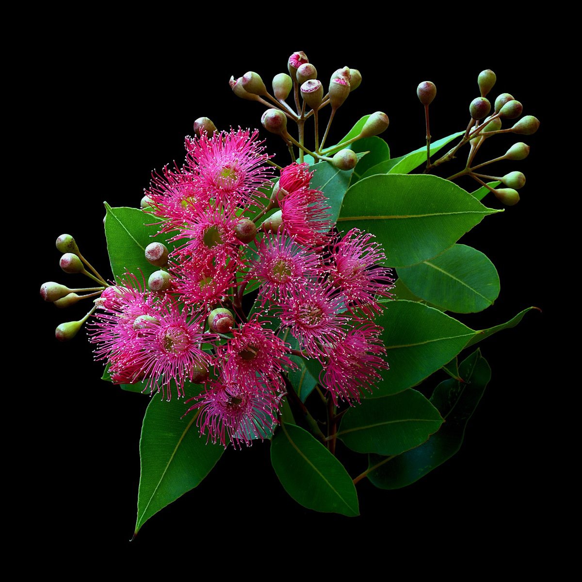 Photograph , Swamp Bloodwood Blossoms By Nadia Culph, 31 X 31, Artwork For Sale On Artfinder