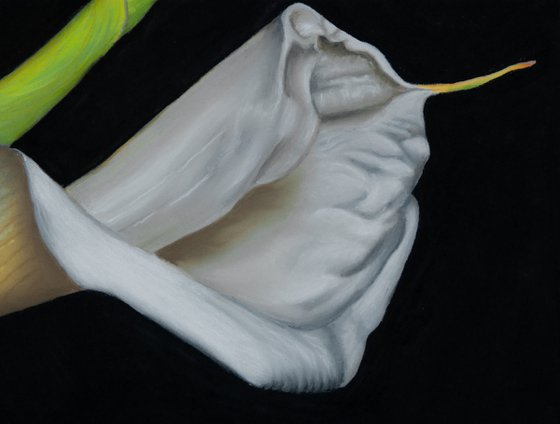 White Calla