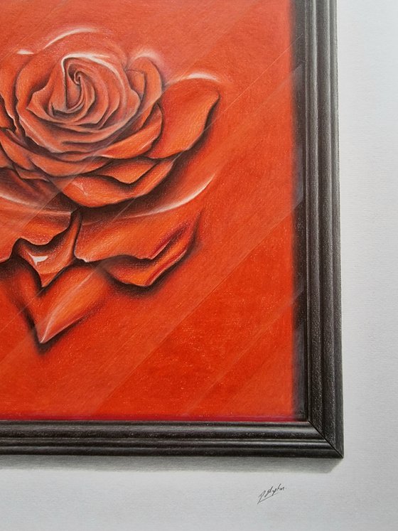 Rose behind glass within a frame