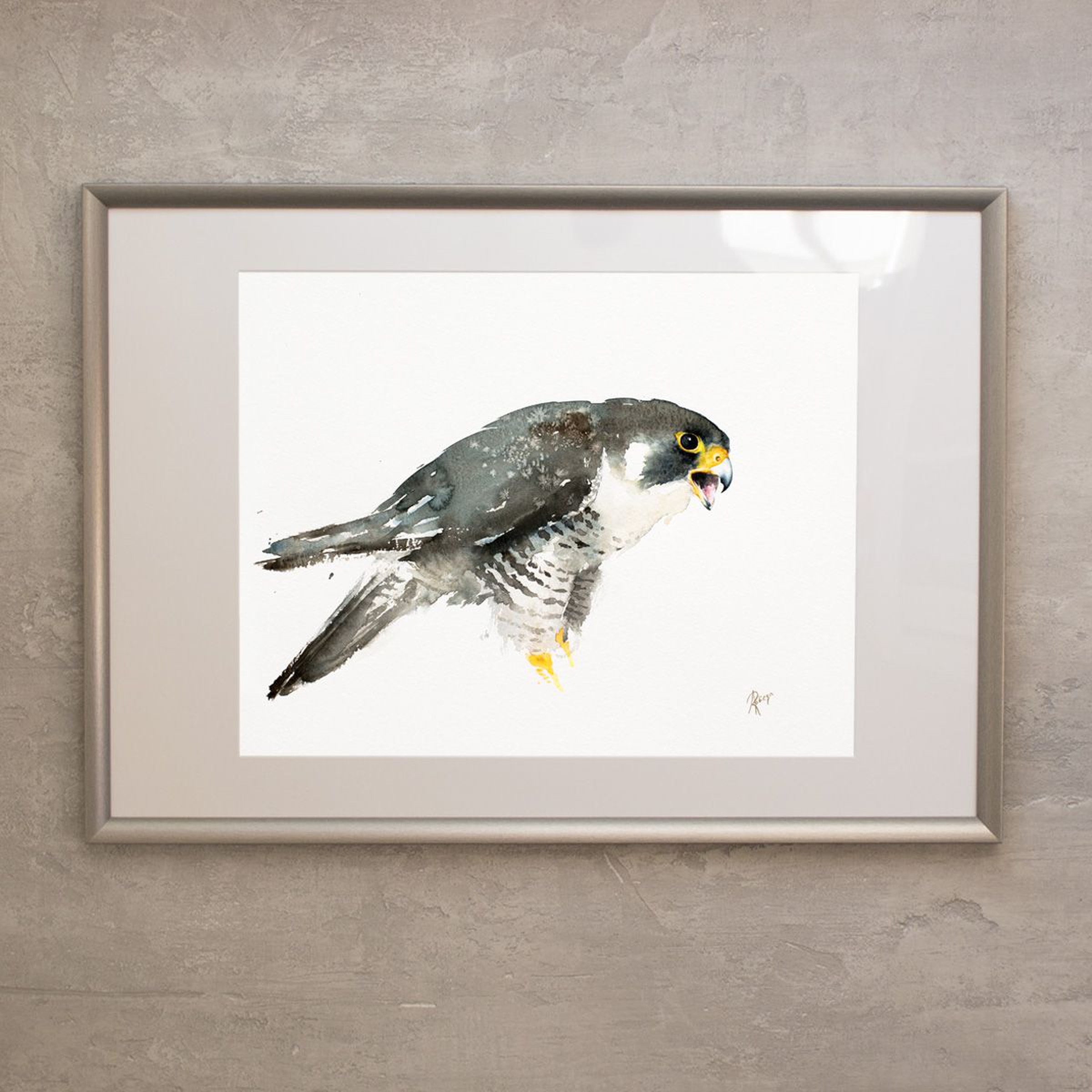 Falco Peregrinus Peregrine Falcon Artfinder