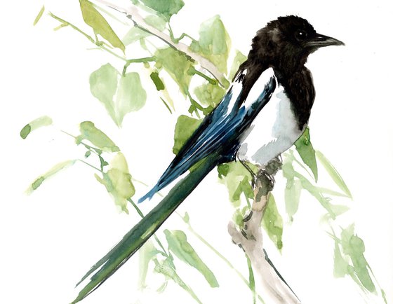 Magpie Bird Watercolor Painting