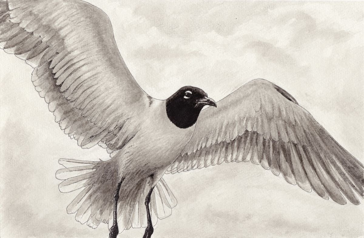 Gull in pen & ink by John Fleck