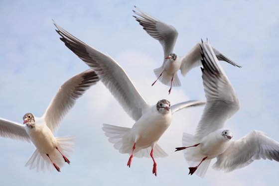 In Flight