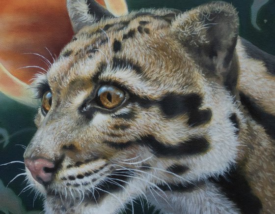Beneath the Eclipse - Clouded Leopard