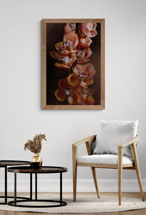 Mocha Boat Orchids