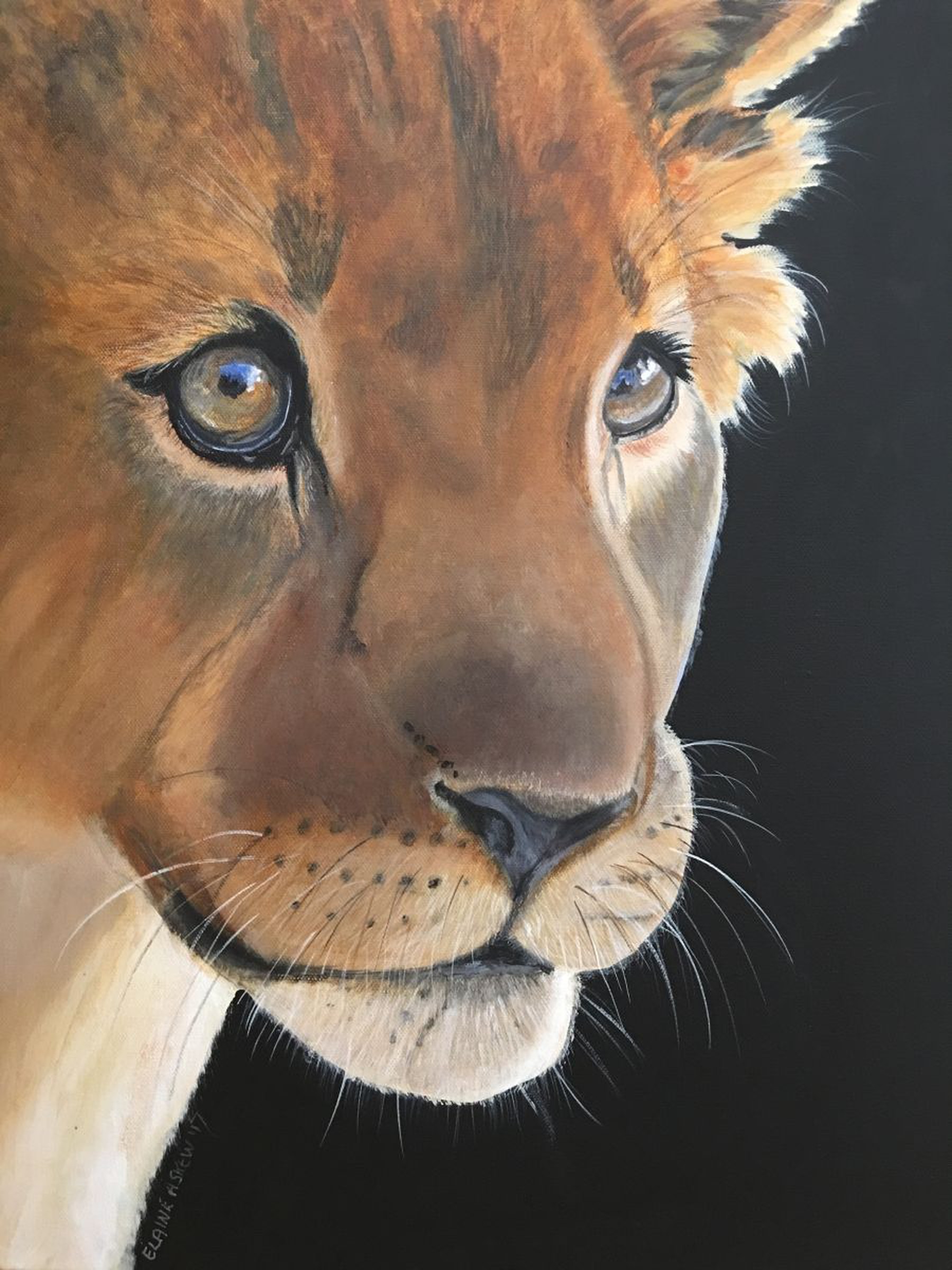 Leon Lion Cub By Elaine Askew Artfinder