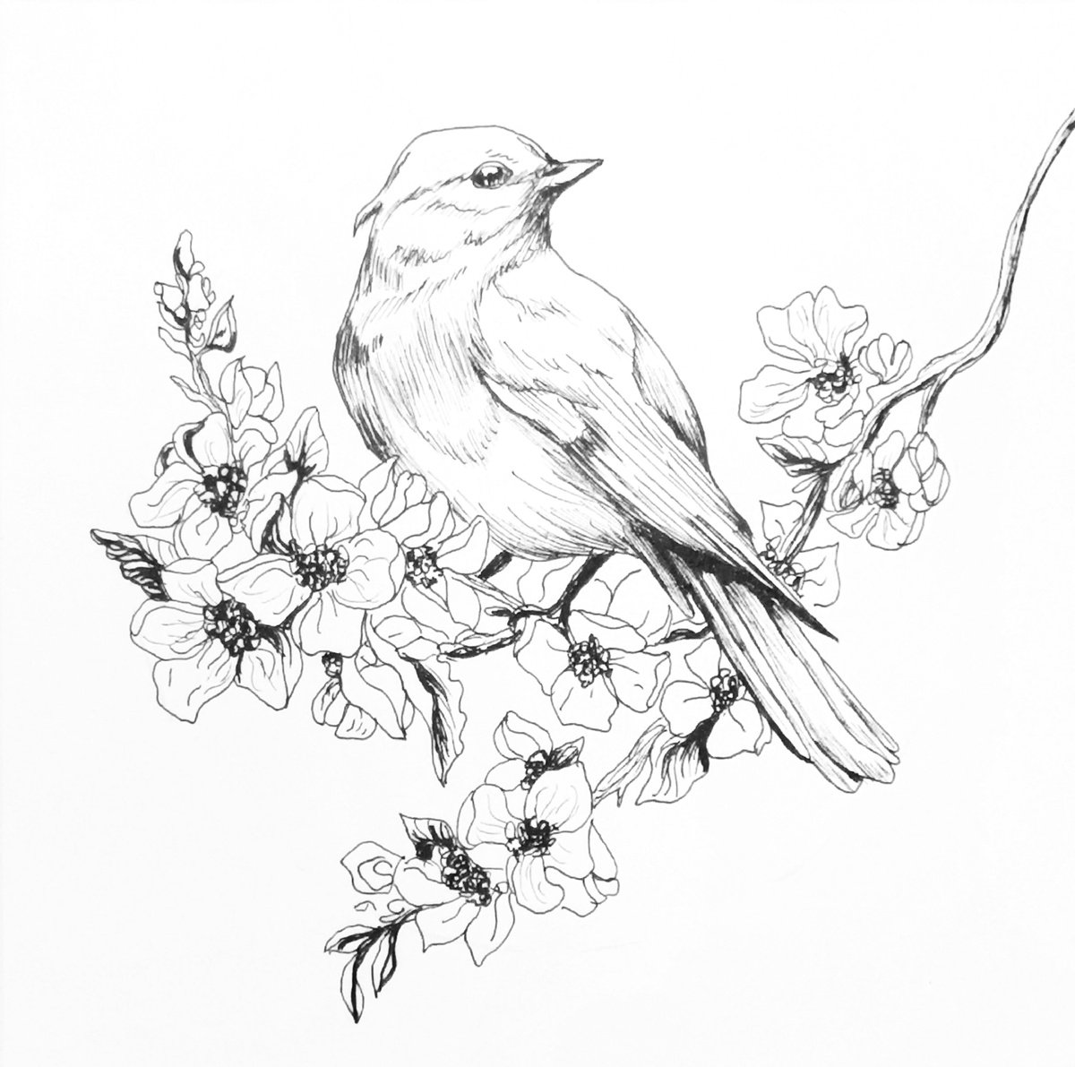 Illustrative Animal Ink Drawing By Aneta Gajos, 8 X 8, Spring Bird, Original Artwork