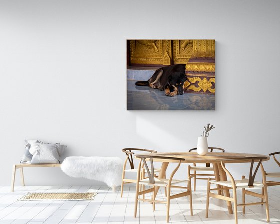 Temple Dogs of Laos No.5