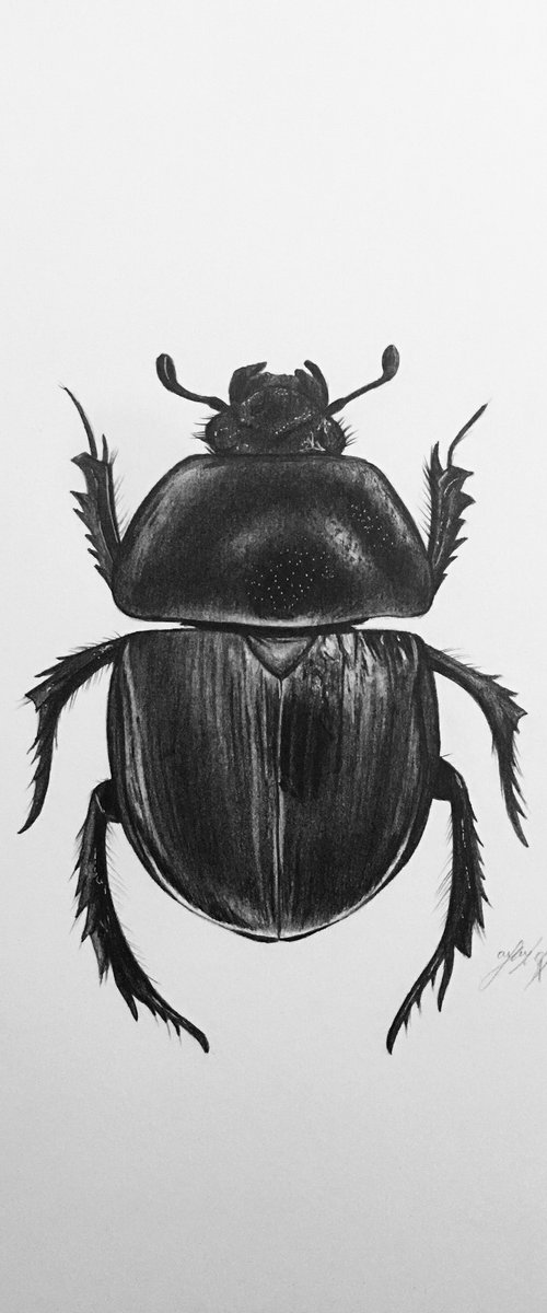 Black beetle by Amelia Taylor