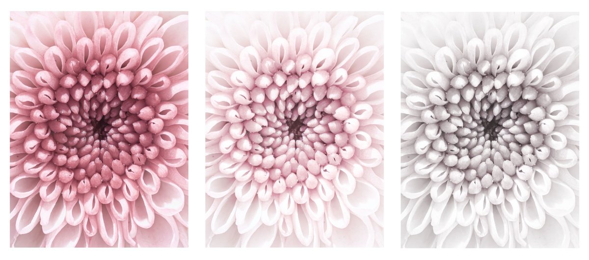 Impressionistic Botanical Photograph By Inna Etuvgi, 39 X 17, Echoes Of Memory Bloom, Original Artwork