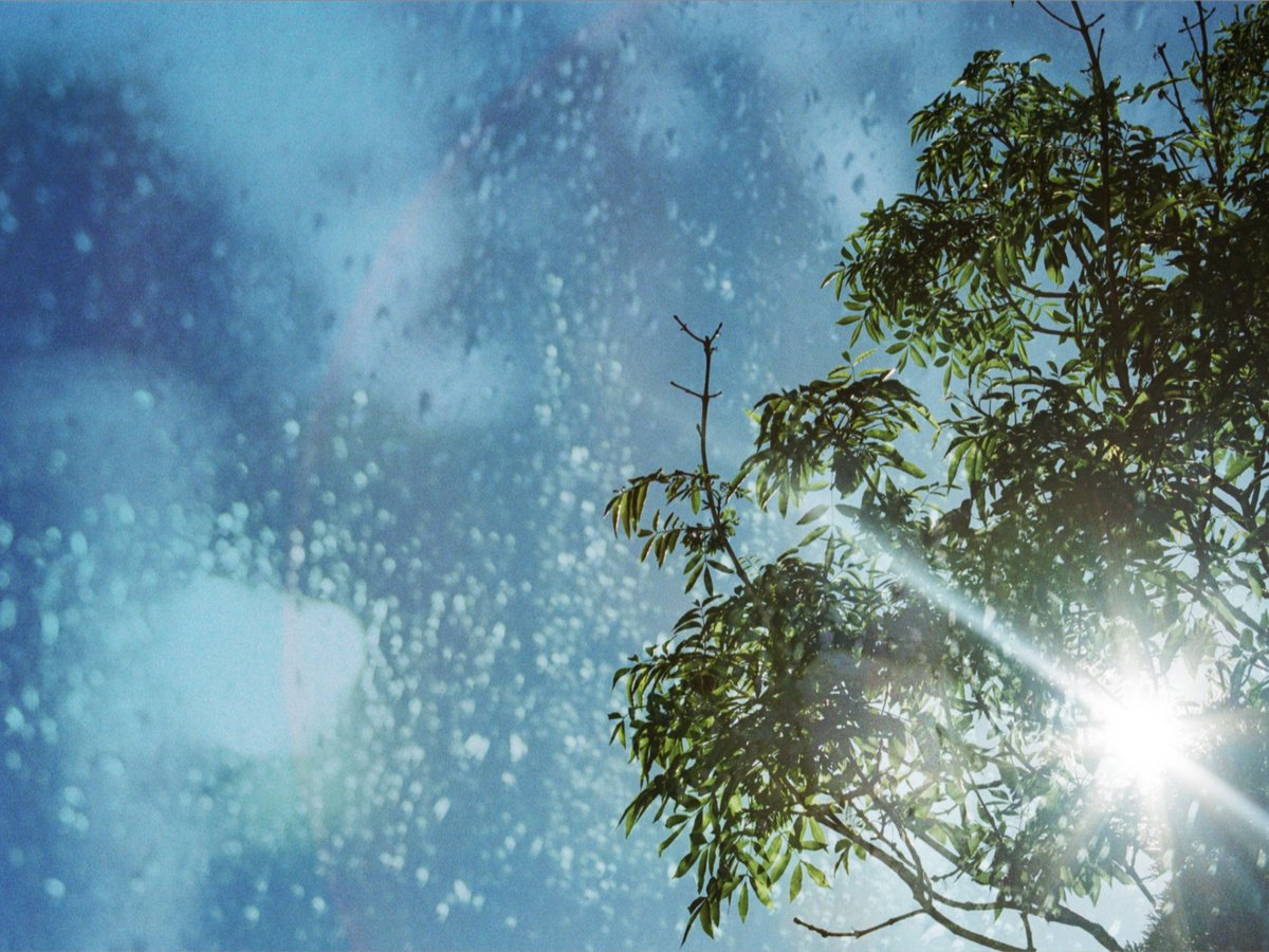 Sun through trees - A3 by Kerry Gerdes
