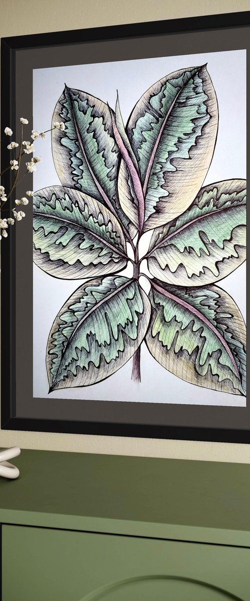 FICUS BELIZE by Maria Tuzhilkina