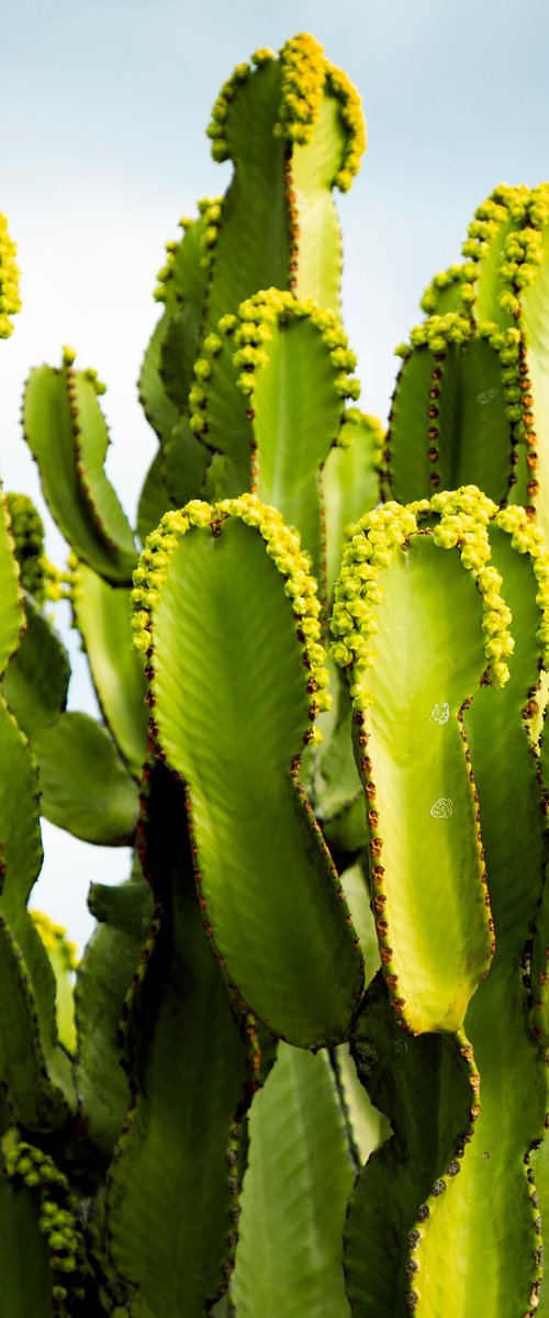 Blooming Cactus by Chiara Vignudelli