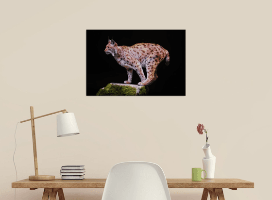 Eurasian Lynx on a rock