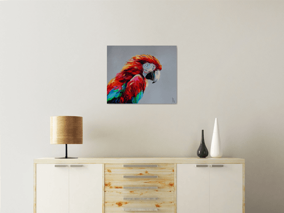 Macaw