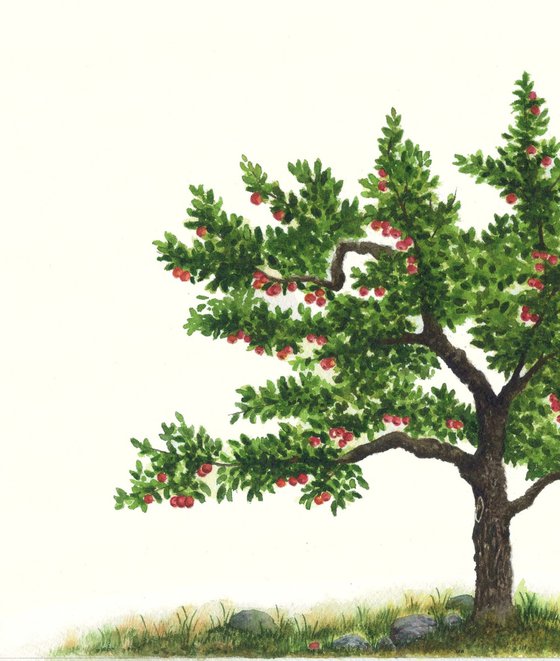 Apple Tree