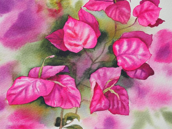 Bougainvillea flower
