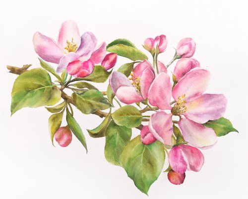 Apple bloosom, watercolor flowers, spring floral painting by Olga Grigo