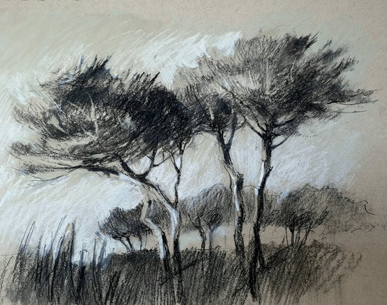Mediterranean Pines