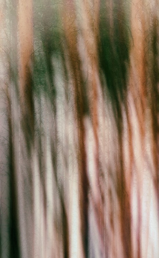 Metsä (studio 5)
