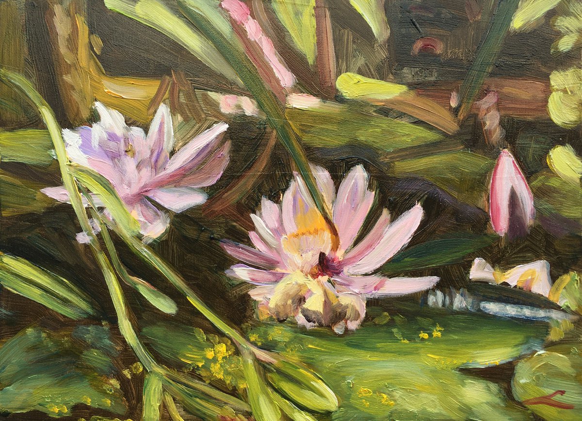 Impressionistic Botanical Oil Painting By Elena Sokolova, 16 X 12, Waterlilies 2, Original Artwork
