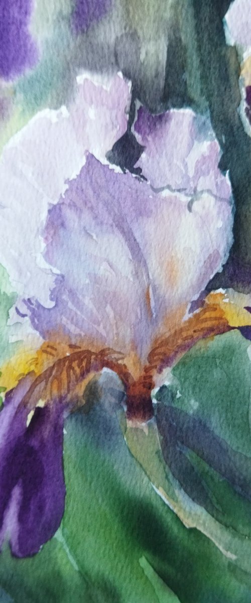 Iris flowers by Ann Krasikova