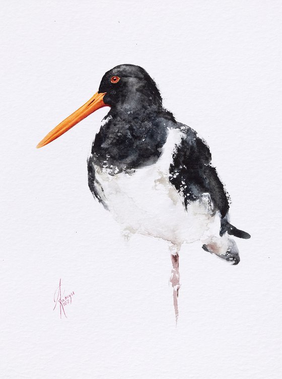 Oystercatcher