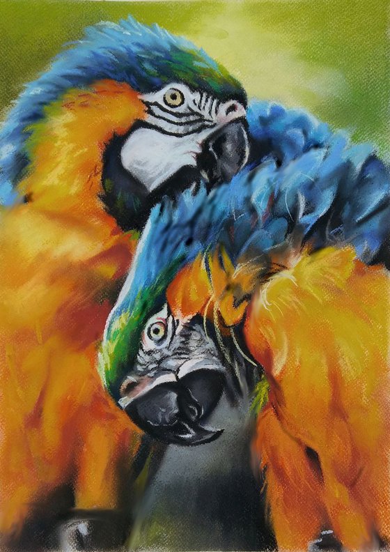 Macaw parrots