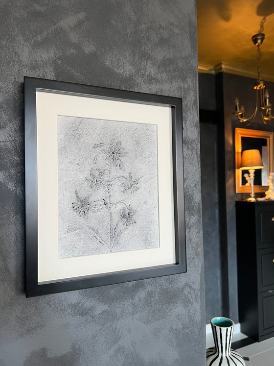 Lilium Black and White