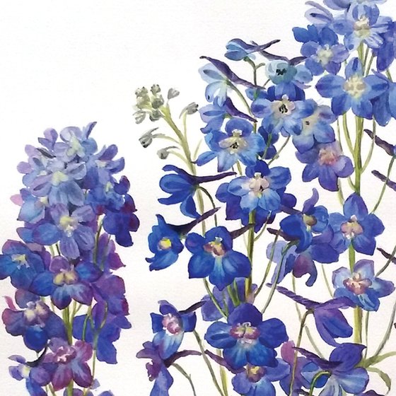 Delphinium