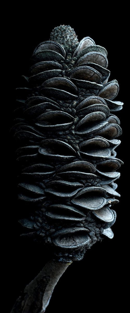 Coast Banksia Seed Pod by Nadia Culph