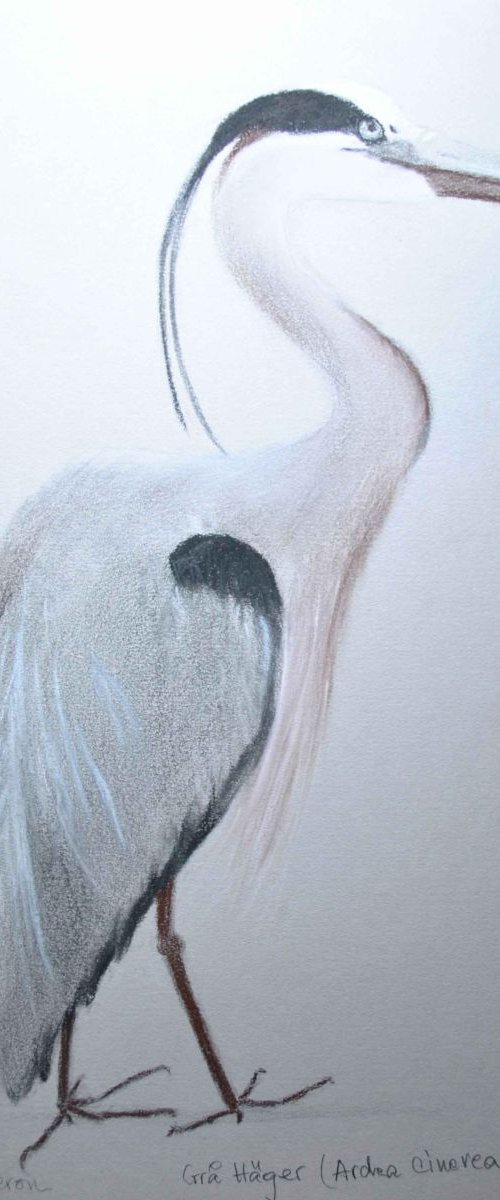 Grey Heron by Daniela Roughsedge