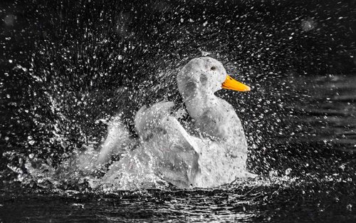 Pekin Duck - A3 by Ben Robson Hull