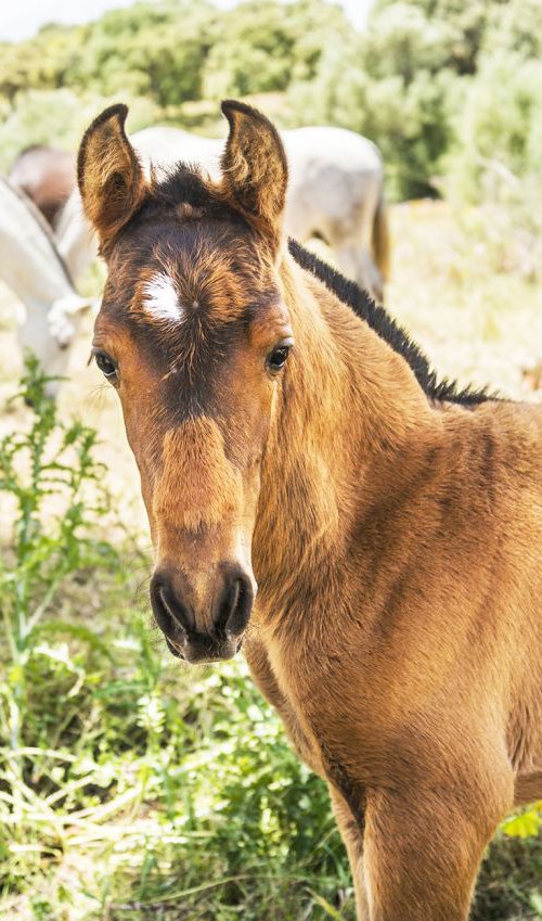 ANDALUCIAN FOAL by Andrew Lever