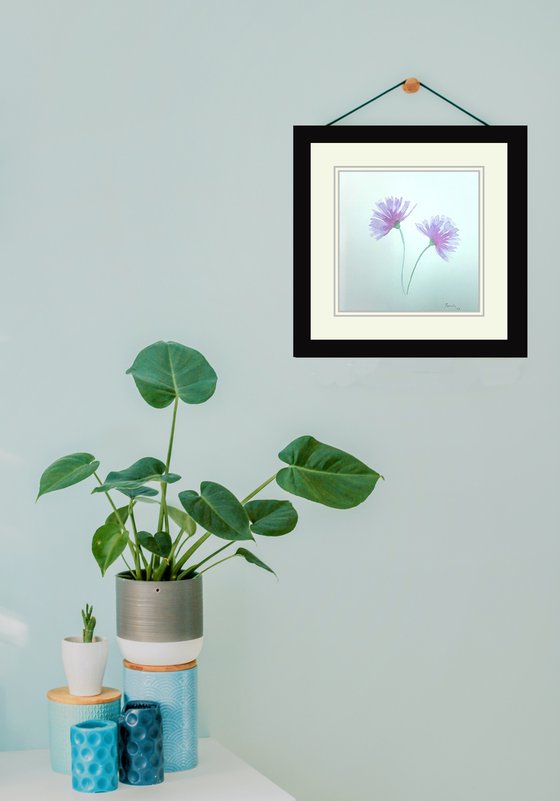 Flowers 17