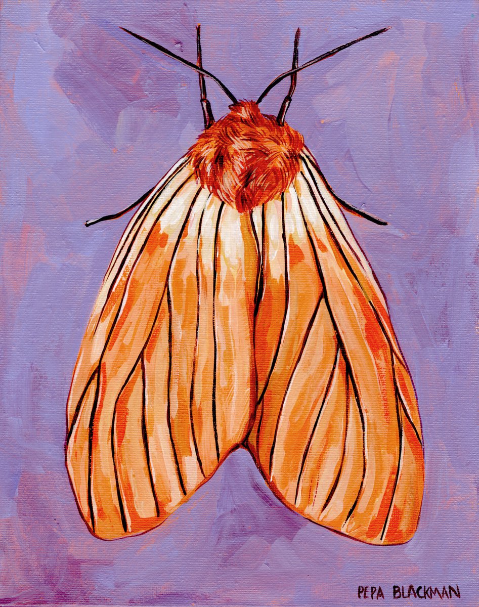 Yellow moth by Josephine Blackman