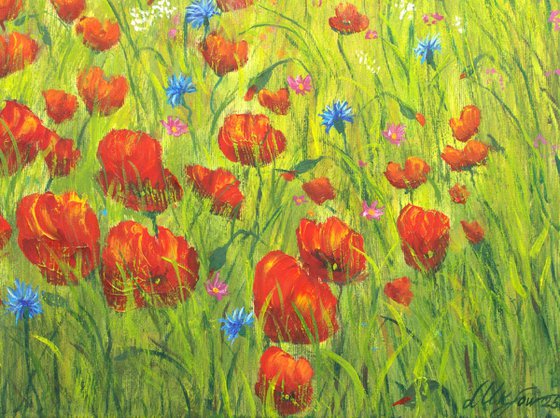 Sunset at the poppy field