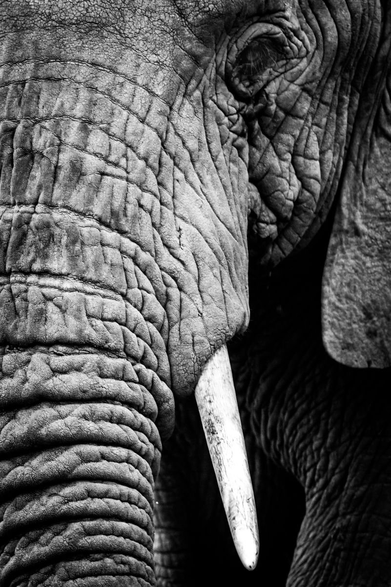Does my trunk look big in this...? by Nick Dale