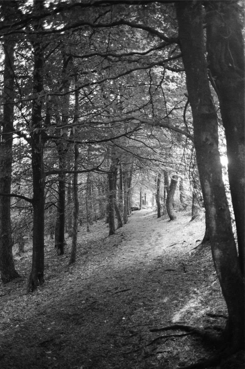 Photorealistic Landscape Photograph By Justice Hyde, 24 X 36", Northern Woods 9 - Unmounted, Original Artwork