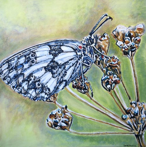Marbled White by Sarah Perkins