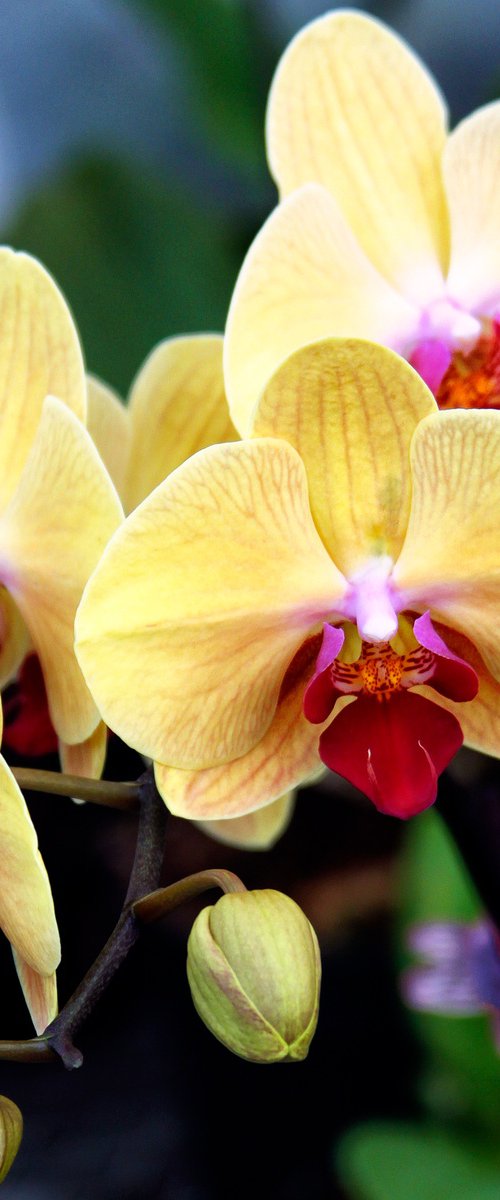 YELLOW LEGRANDITE ORCHIDS by William Dey